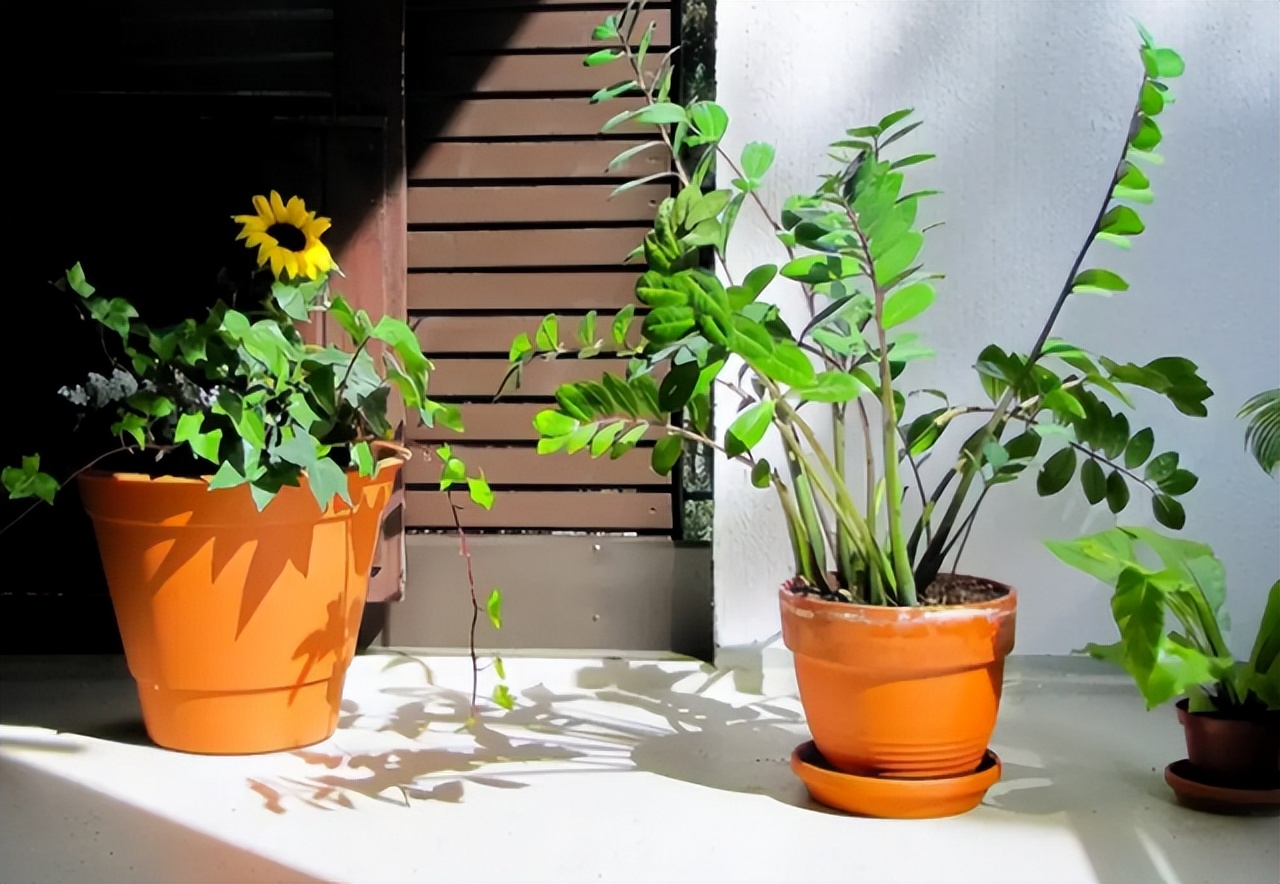 最旺家庭的6种花你家里有吗,家里有这6种花