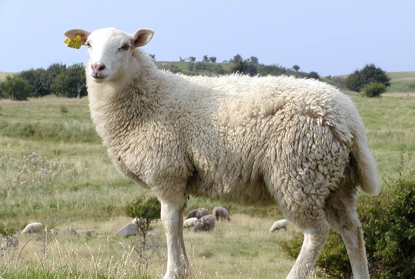 羊口吐白沫什么原因引起,羊口流白沫得了什么病