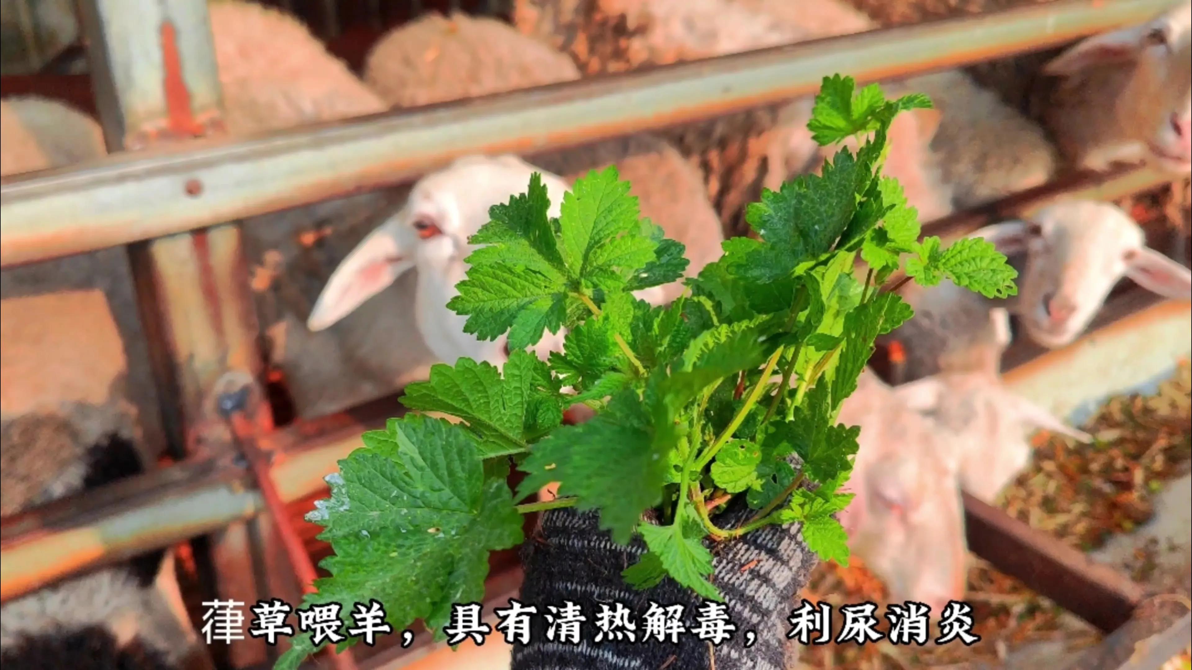 农村羊爱吃的七种常见野草，根据营养价值和适口性，做个排名