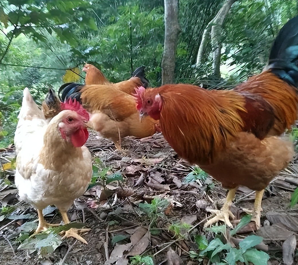 小伙创业种树一斤树叶卖2万,农村小伙靠卖树身价过亿