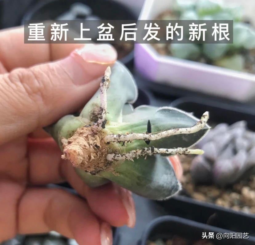 玉露晒黑,玉露不浇水也徒长怎么回事