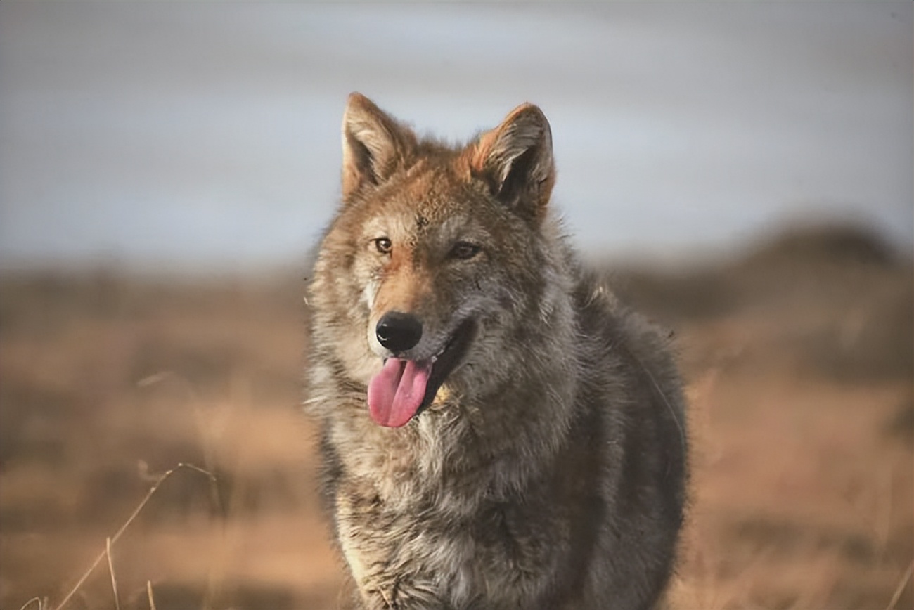 狼十年后报恩,狼是如何报恩的