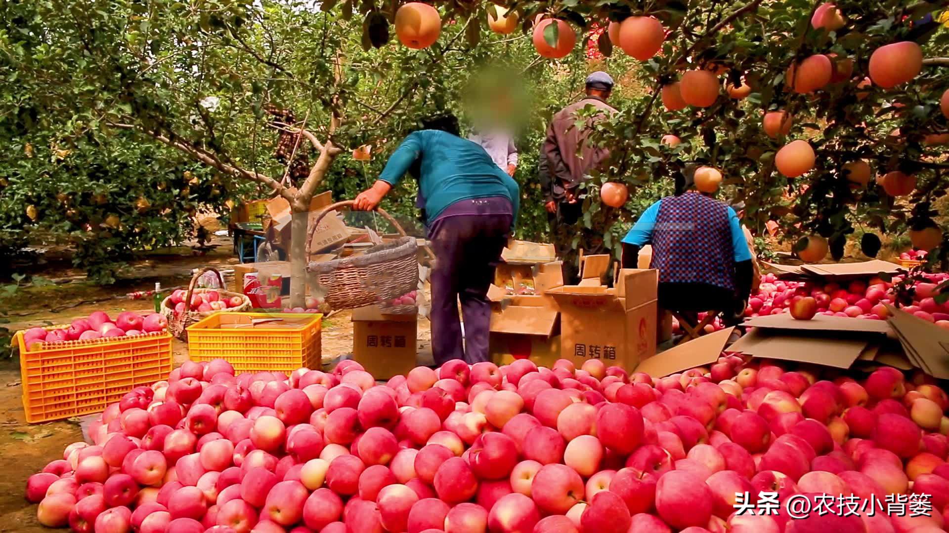 农作物缺钙补充什么肥料,为什么钙肥补了问题还是很多