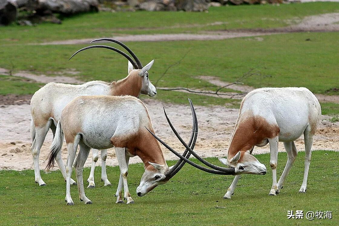 挑选伴侣基因筛选,雌性动物挑选雄性