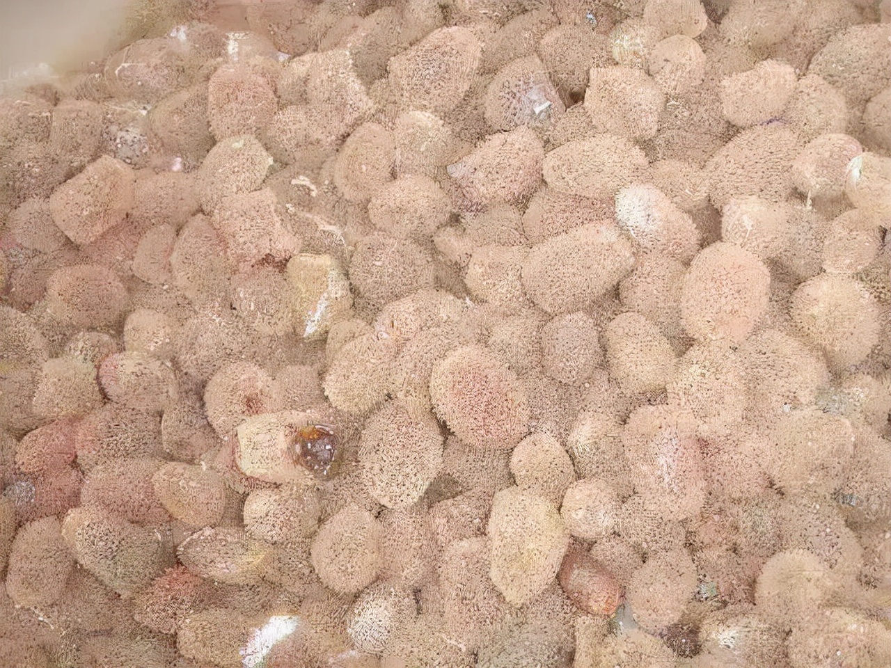 蚂蟥如果没有吸血会死亡吗,蚂蟥被吸血