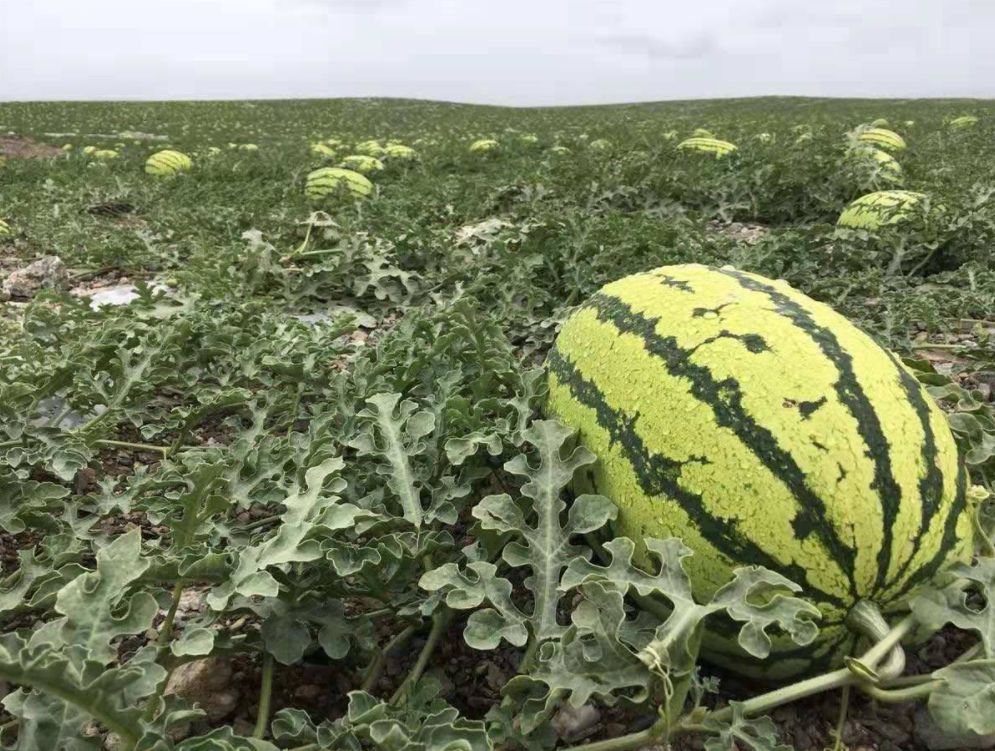 戈壁西瓜种植,戈壁西瓜危害到底有多大