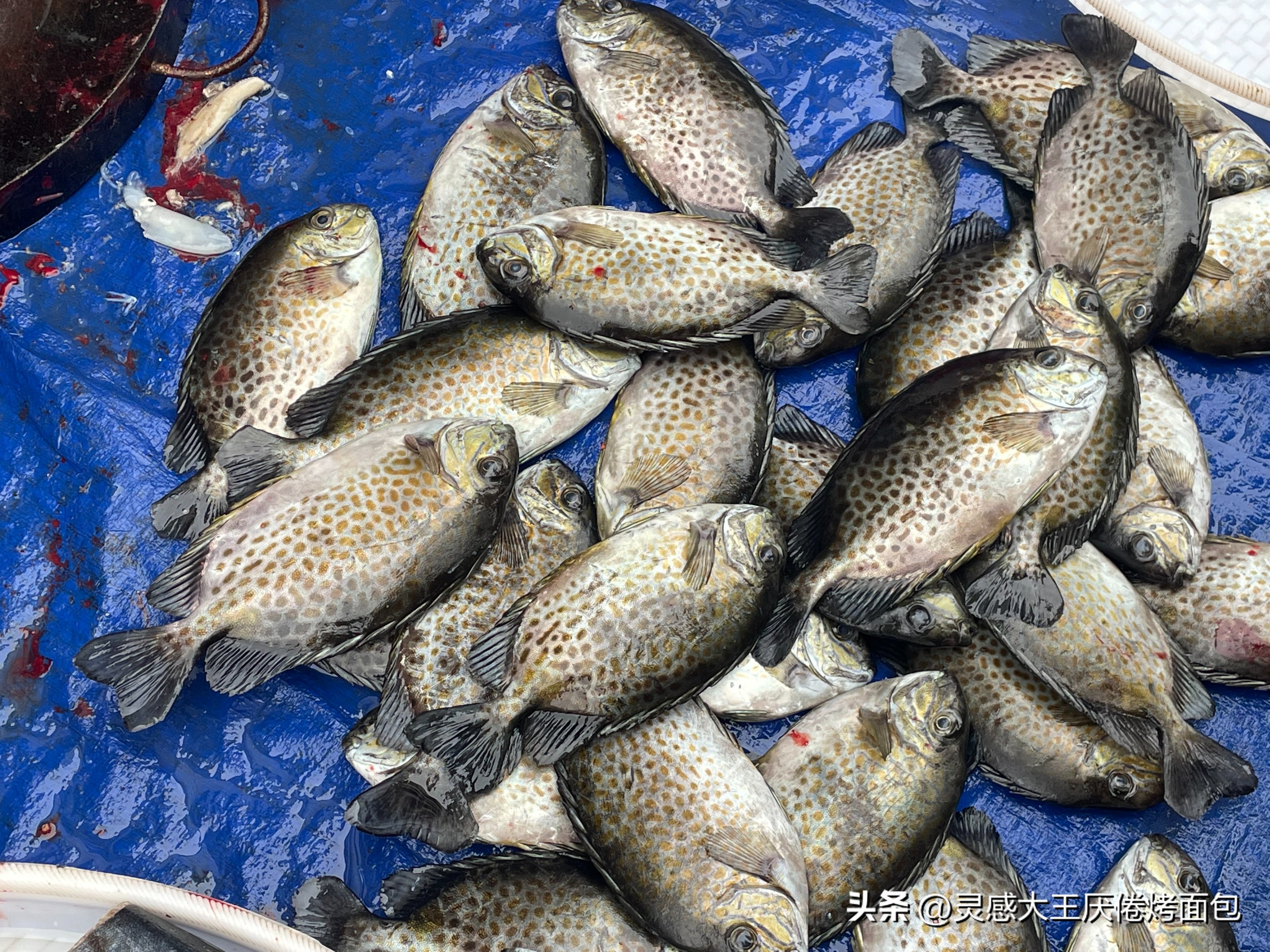 海南万宁有哪些大型农贸市场,海南万宁和乐菜市场