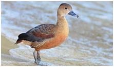 鸟类在分类学中统称为什么,鸟纲分类总表