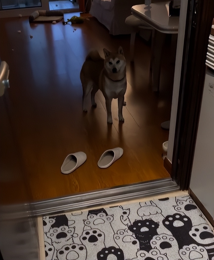 小姐姐和邻居小狗发展迅速，几天后竟然都“滚床单”啦~