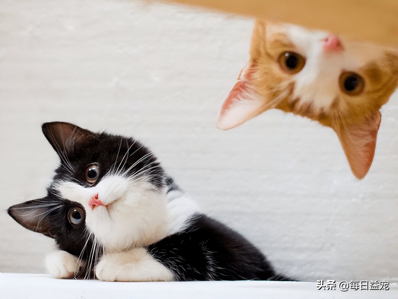 铲屎官们需要引起注意,铲屎官最担心的一天