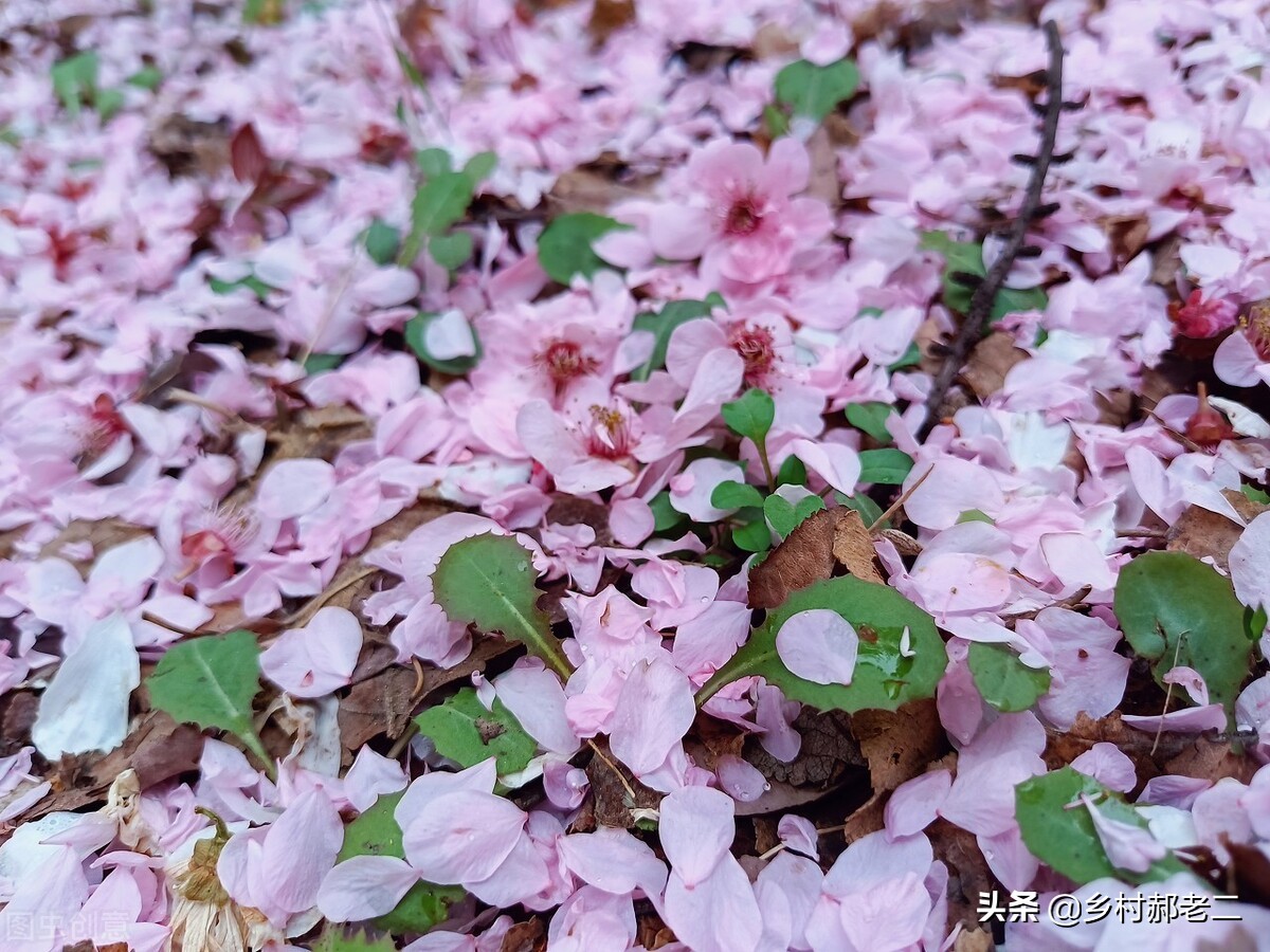 果树钻入蛀虫不处理会怎么样,果树根部蛀虫有什么办法