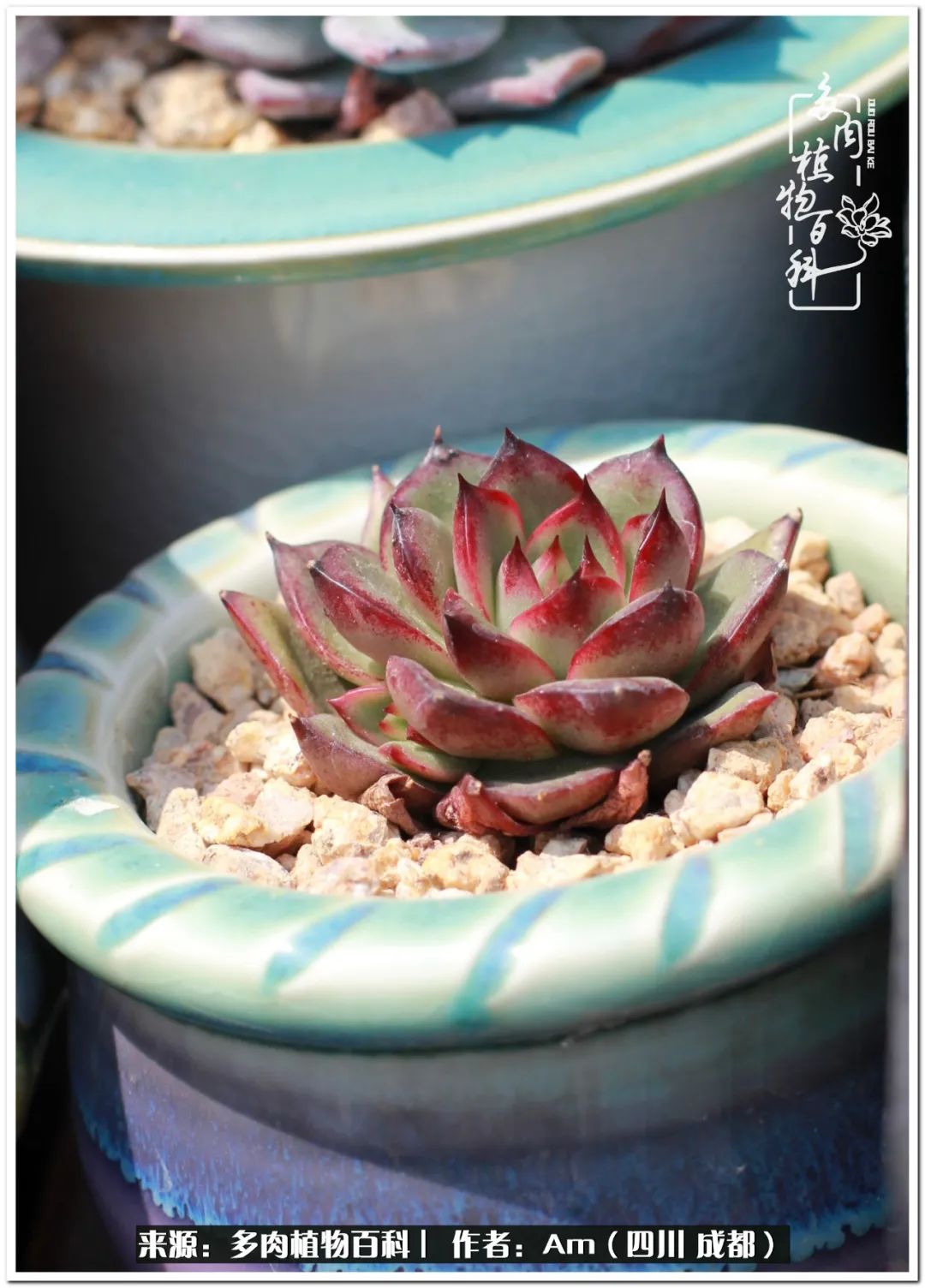 多肉小盆友生活多姿多彩,多肉小精灵福享不停