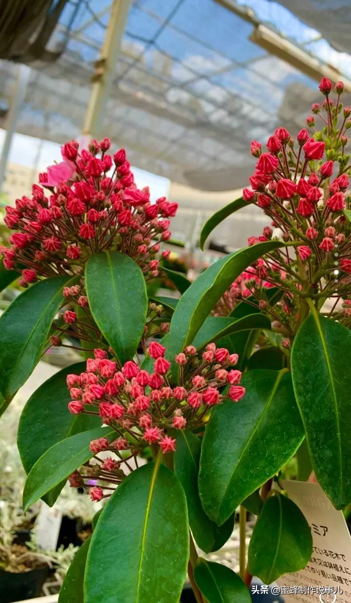鸟语花香百花争艳让人陶醉,宁静祥和鸟语花香