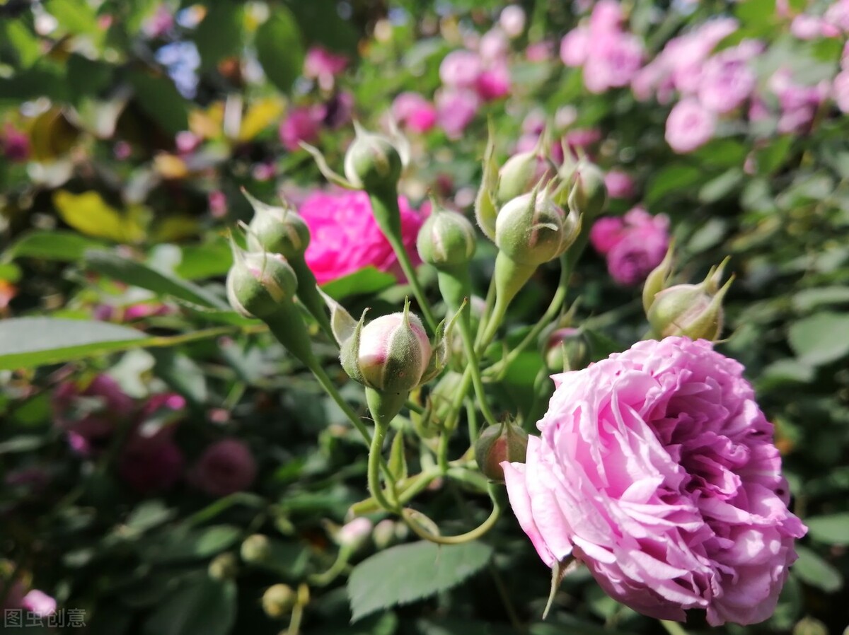 保姆丽芳的豪门生活196,她做保姆这些年豪门生活196集完整