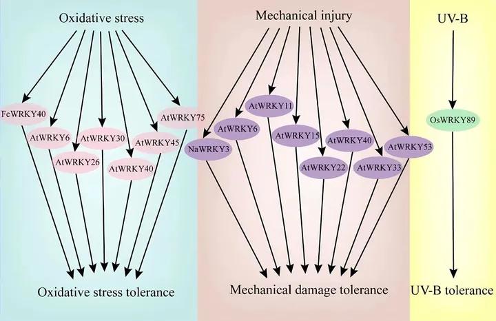 WRKY家族想做个自我介绍（二）