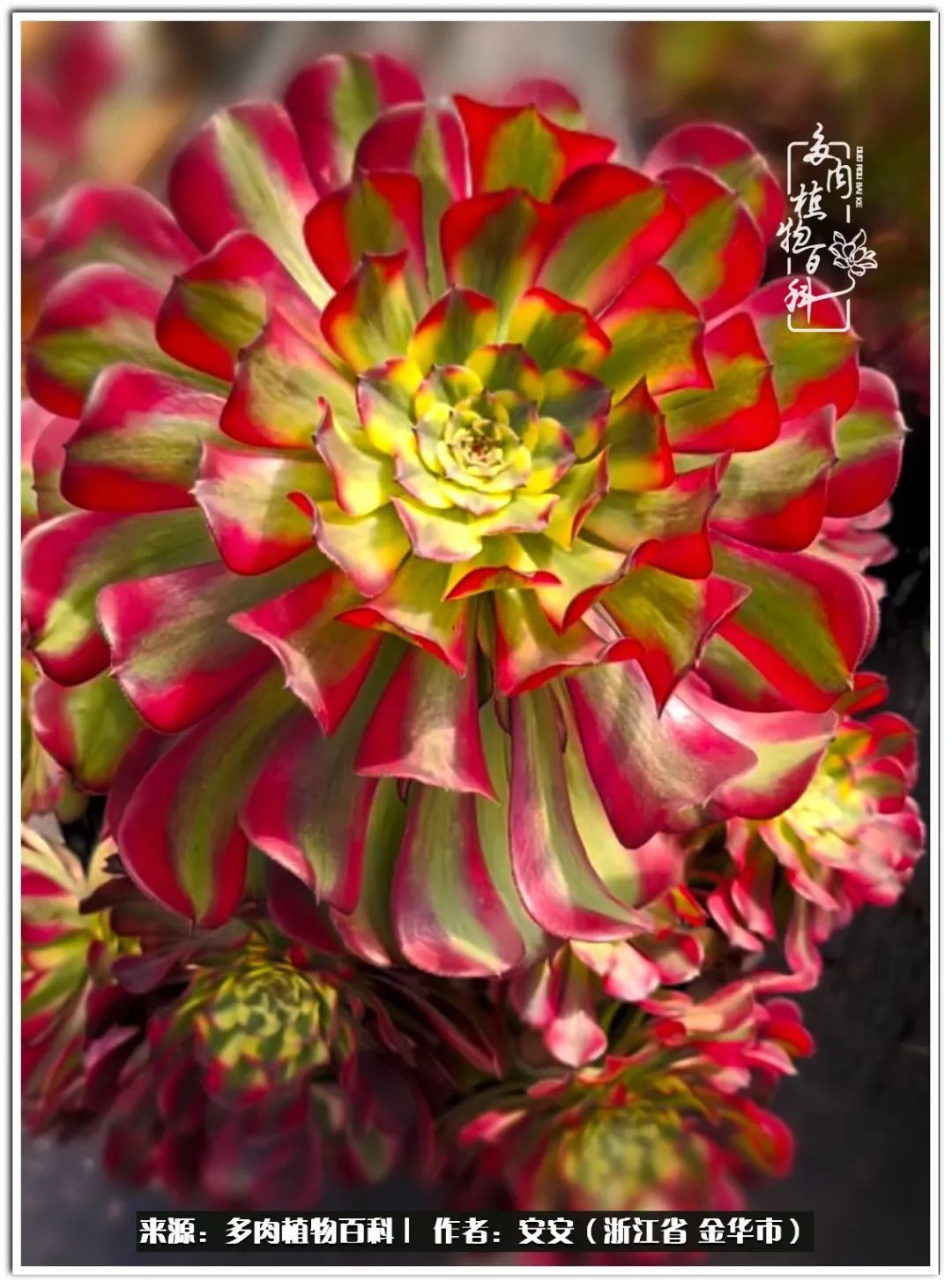 多肉法师花卉品种大全,多肉法师为什么叫法师