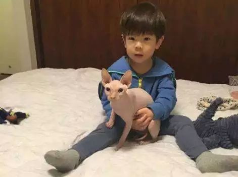 霍思燕养的那个猫叫什么名字,霍思燕养的猫