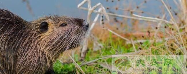 上海多地出现的巨大老鼠,上海发现巨型老鼠重达17公斤