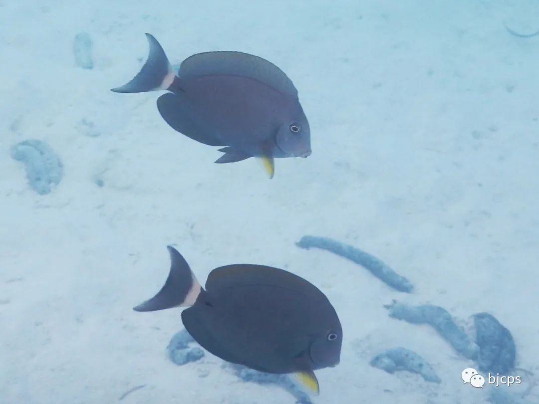 塞班岛免签政策45天还是14天,为什么塞班岛免签