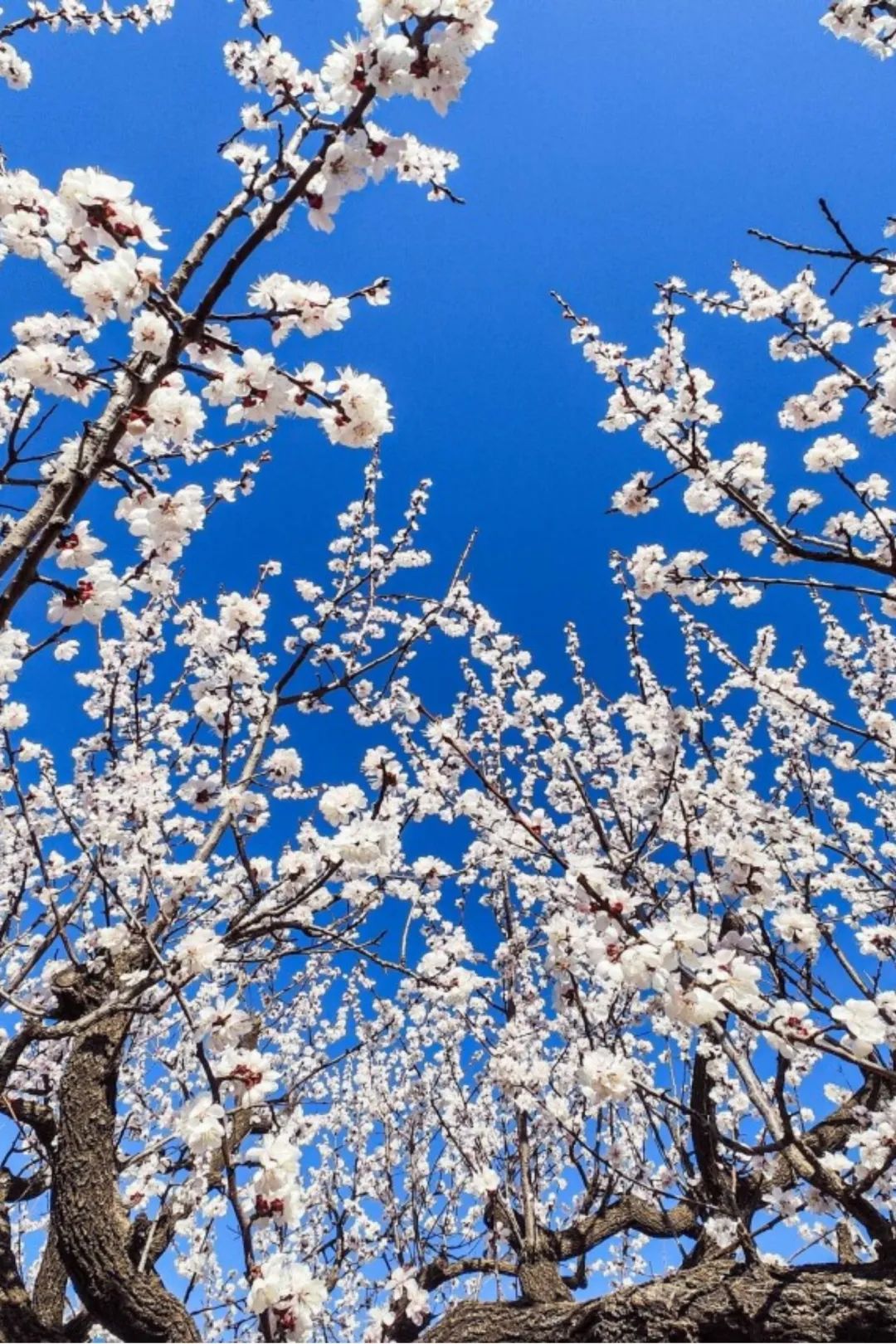 济南周边春天赏花全攻略,济南春日赏花攻略已送达