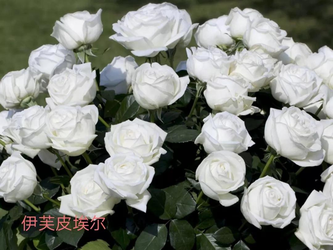 花店卖的切花月季品种,切花月季冬季修剪方法