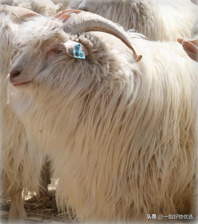 羊绒围巾品牌排名,羊绒围巾品牌排行榜前十名