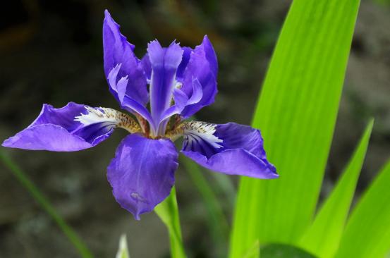 百花种类大全,百花的种类有哪些