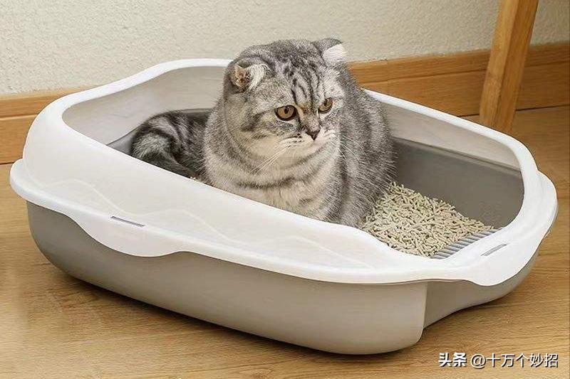 猫咪误食猫砂有怎样的后果 (猫咪用的猫砂有毒吗)