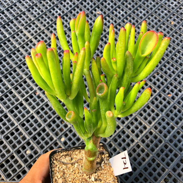 十二卷多肉的品种图鉴,100种多肉植物图片大全