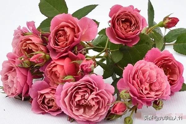 大花浓香勤花的月季品种,大花月季品种介绍大全图片及价格