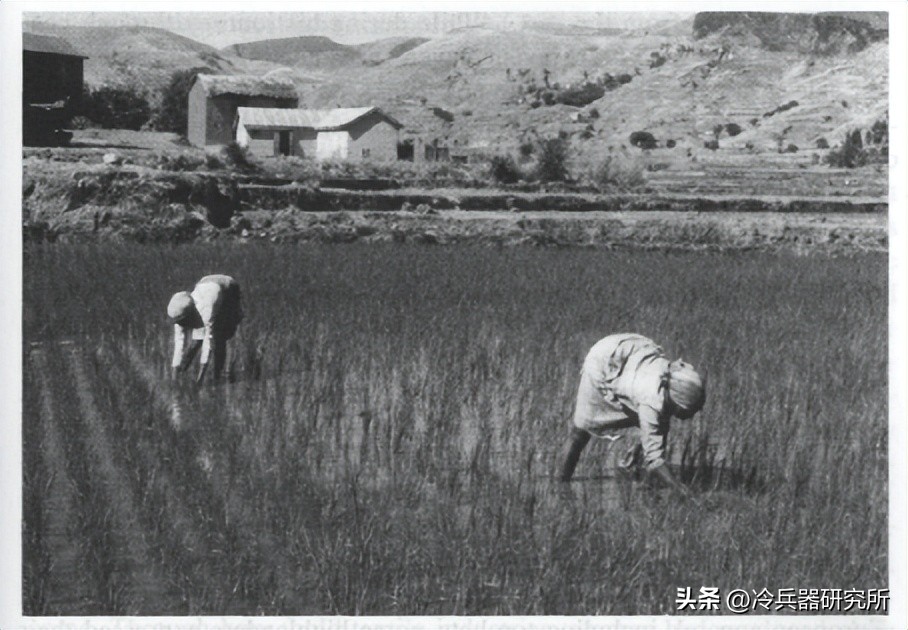 中国春秋的制度，加欧洲火枪，能让亚洲移民称霸世界第四大岛屿？