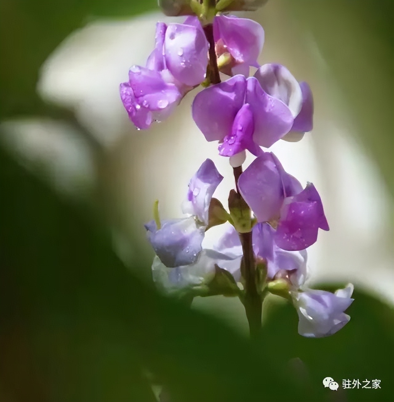 驻外人的“花花世界”——且看菜园变花园