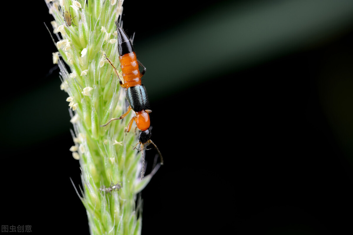 隐翅虫导致皮肤腐烂,隐翅虫腐烂在皮肤上怎么办