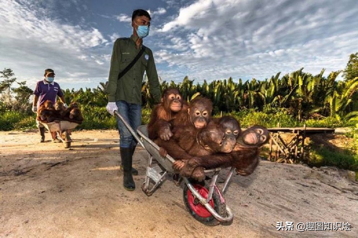 电鳗鳄鱼同归于尽,鳄鱼与电鳗同归于尽