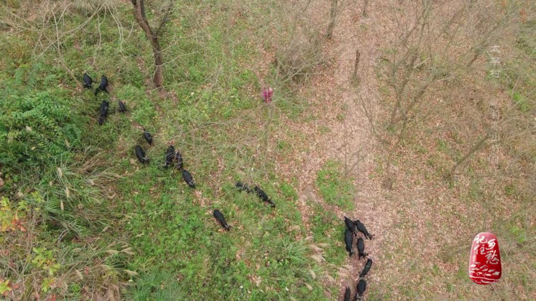 咩咩咩！听羊村“黑宝贝”，奏响山村致富曲