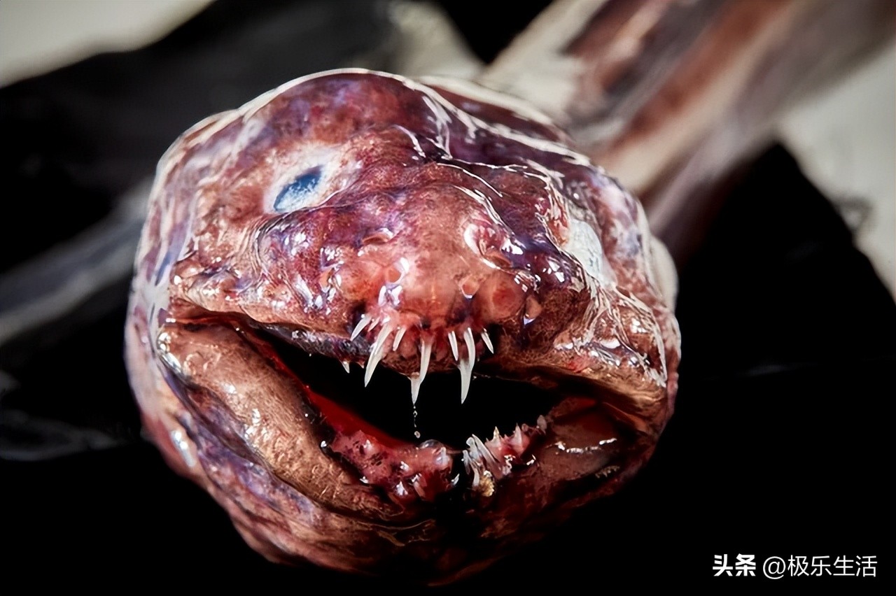 海底奇观欣赏,海底世界奇妙之旅图片