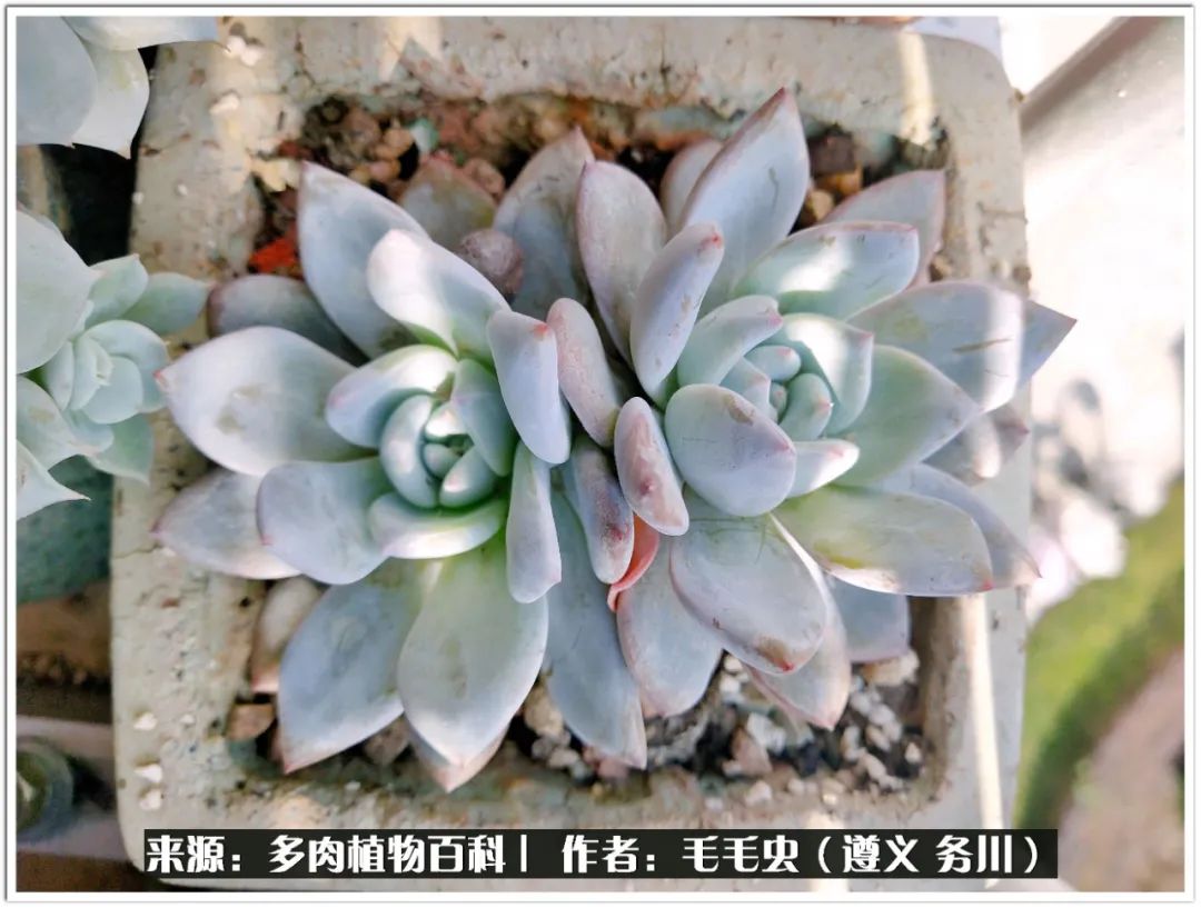 多肉可抵岁月,多肉之花语