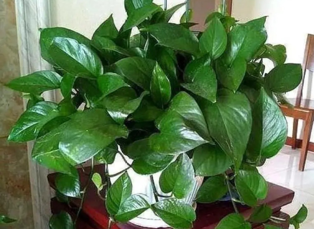 绿萝如何养又大又爆盆,我的绿萝为啥只长藤枝叶不爆盆呢