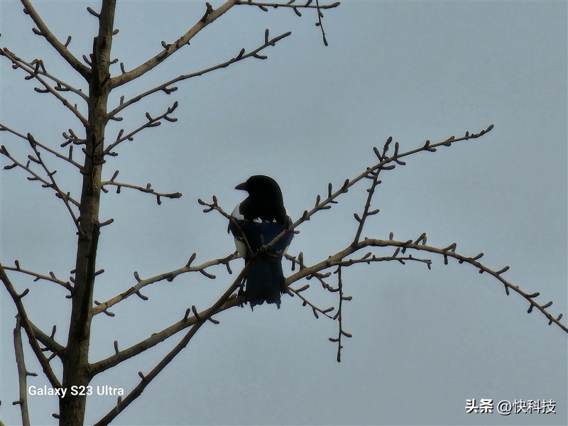 三星galaxys23ultra超大屏,三星galaxys23ultra打游戏分屏