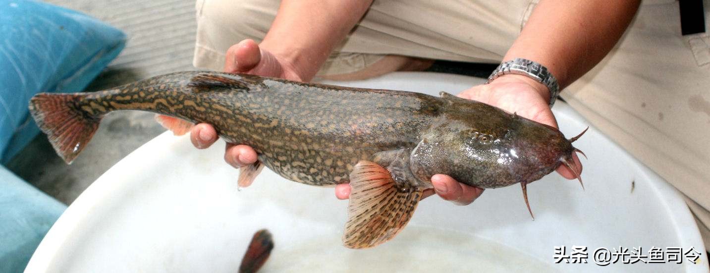 钓鱼钓到保护鱼种放了违法吗,钓鱼犯法的鱼类有哪些种类