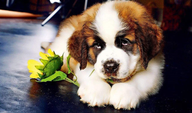 常见宠物狗哪些是超大型犬,最凶猛的狗十大排名大型犬