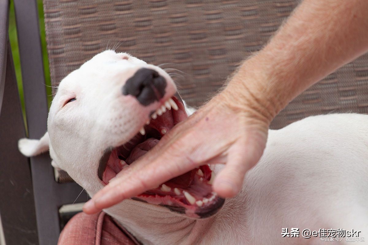 狗狗总咬主人的手怎么办,狗狗为什么喜欢假咬主人手