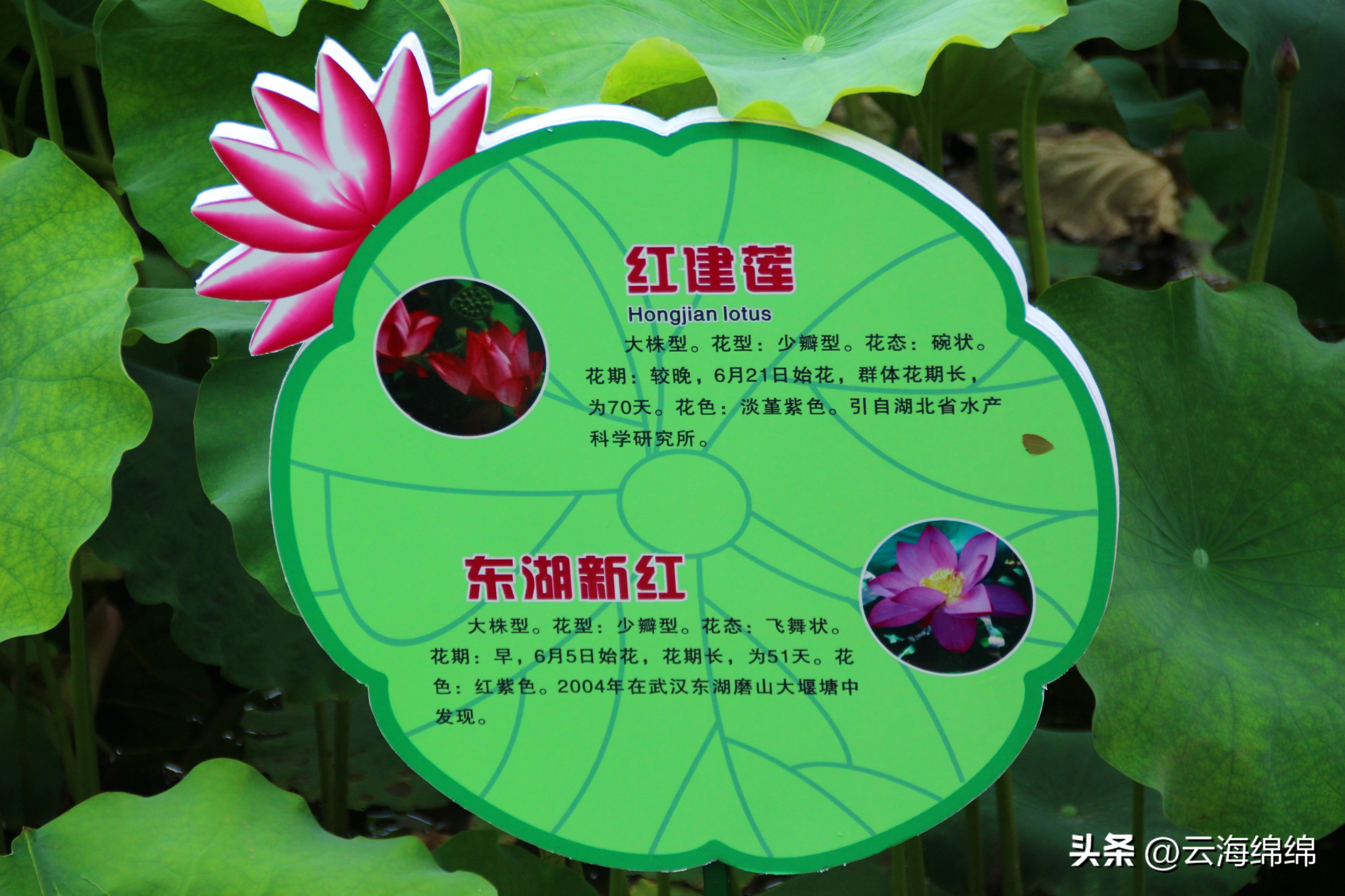 夏日荷花别样红照片,夏日荷花别样红手工