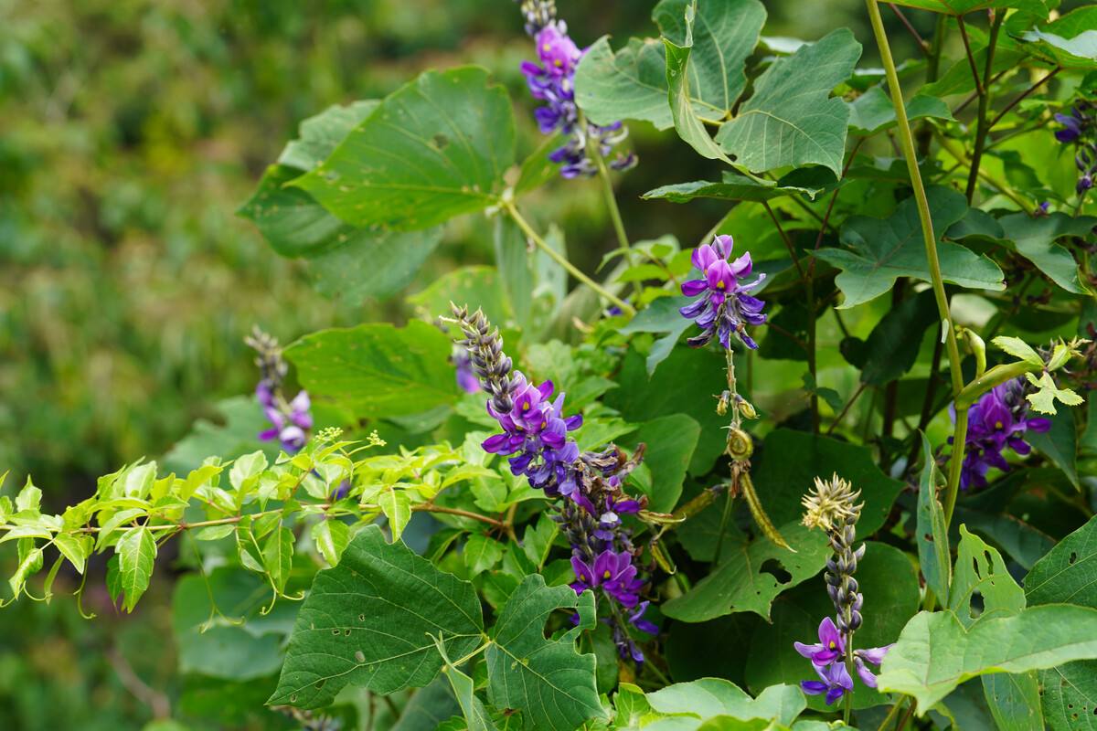 大山里生长了几十年的野生葛根,野生葛根家庭种植