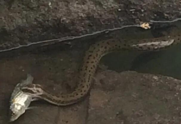 夏季野钓防蛇的最好办法,野钓怎么防蛇最有效