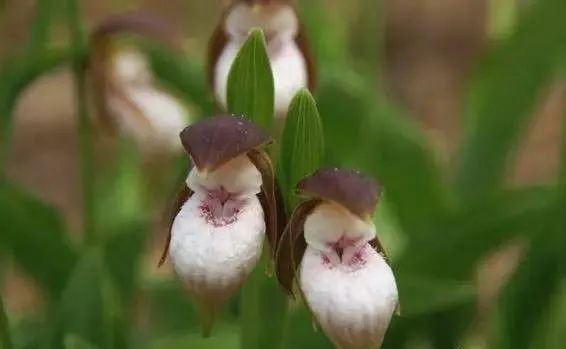 珍贵兰花价格一览表,珍贵兰花图片大全大图