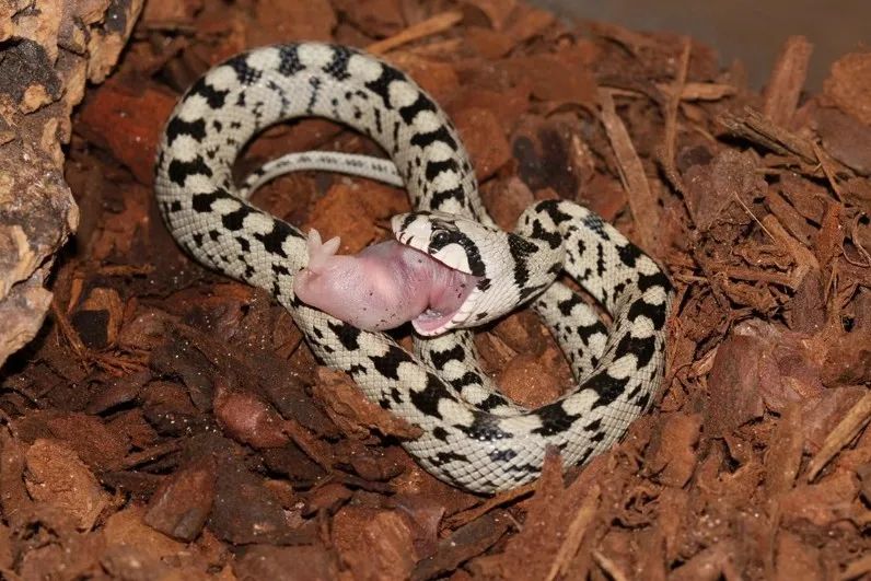 「原来欧洲有这么多种蛇？！」偷师卡塞尔的豢龙大师·下