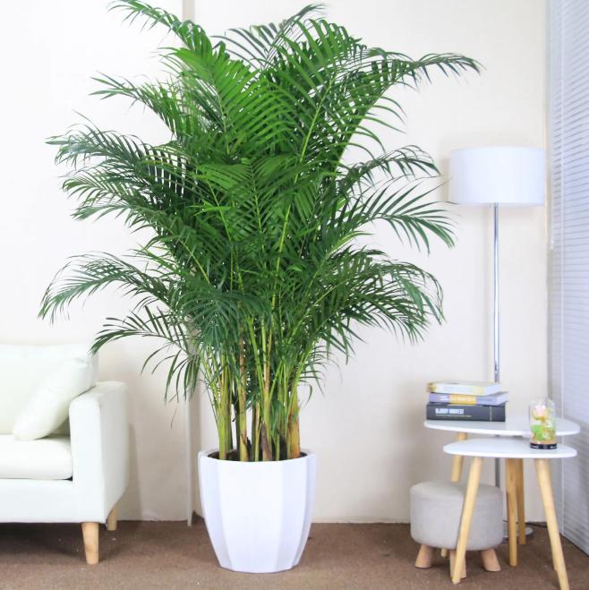 适合养办公桌上的5种盆栽小绿植,什么大盆绿植适合室内养不怕冷