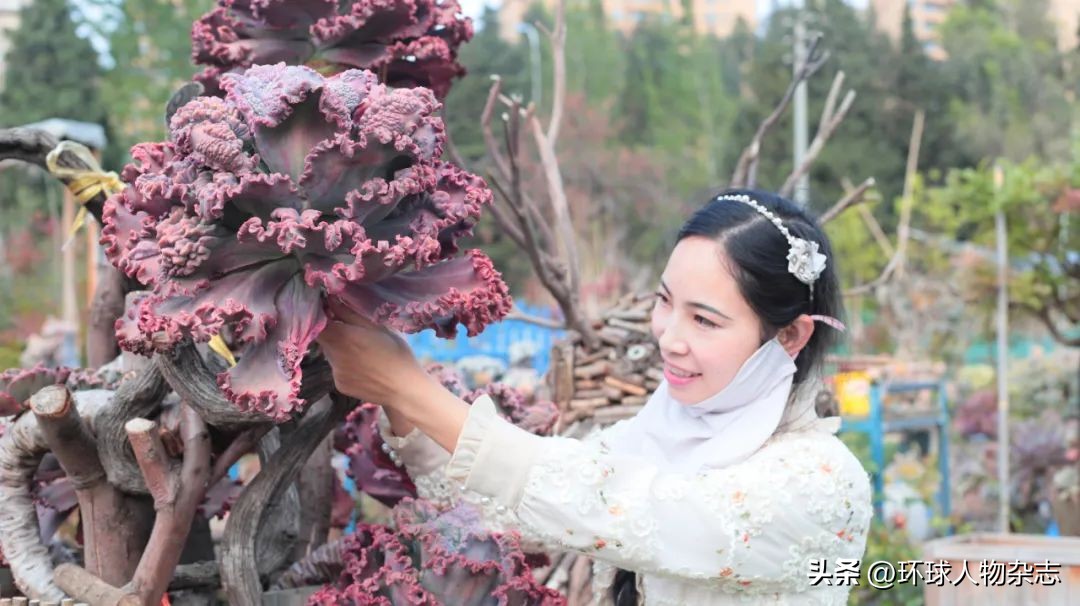 江苏姑娘养多肉,山东女子在家养千盆多肉