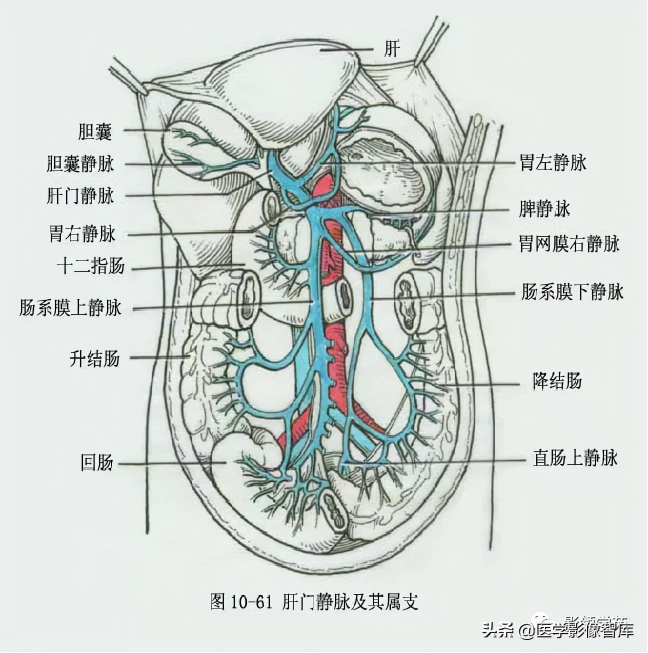 肝脏影像分叶分段解剖图,肝脏分段解剖图谱
